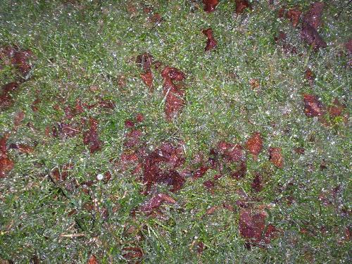 Ice from Storm - I thought this was a cool picture of the ice storm we are having.  It is of the grass.