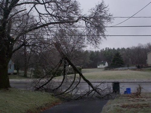 Tree that Feel - Here is the tree that is laying in our driveway because of the ice