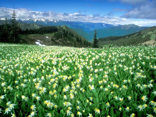 nature lovers - nature under which i love to live !