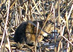 Beaver - Animal - Beaver