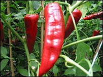 chillifact - Capsaicin in some peppers, attacks cancer cells&#039; mitochondria

