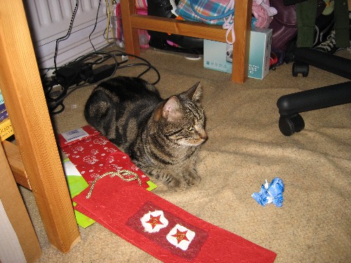 Dillon - This is my crazy cat, Dillon.. he was helping to to wrap christmas presents!