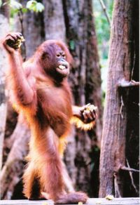 orangutan - orangutan is species of apes..