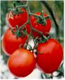 Tomatoes - world's most popular fruit. - A fruit is the edible part of the plant that contains the seeds, while a vegetable is the edible stems, leaves, and roots of the plant.  Cooked tomatoes have higher concentrations of lycopene than non-cooked tomatoes.  Don't store ripe tomatoes in the fridge. Cold temperatures lessen the flavour in tomatoes.