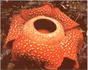 Rafflesia arnoldi - Rafflesia arnoldi - world's largest flower