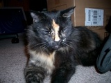 jelly kitty - My oldest baby