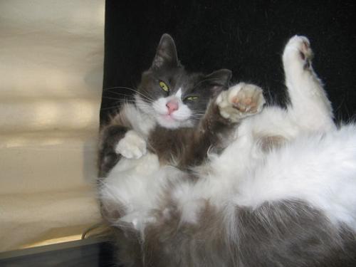 Lily kitty - Our middle child
