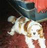 My Cavalier King Charles Spaniel Gismo - Not breed perfect but adorable just the same!