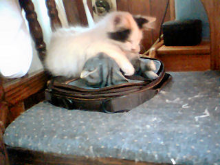 My Little Ball of Fluff...Mitsie - This is my cat Mitsie. She was abandoned outside by previous owners she still a kitten in this picture, but believe it's been a month or more since I took her into my home and she is pretty much still the some size with maybe an added amount of weight.