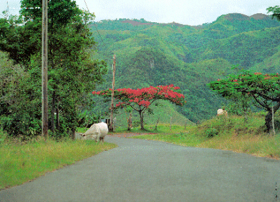 Flamboyan tree - Puerto Rico, Flamboyan tree