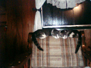 These two are my boys..Peak & Tiny - They look like twins don't they? But they aren't. Tiny (right) is the offspring of Casey my mama cat (still need to get a picture of her). Peak (left) was another abandoned kitty that I took in too and have grown quite attached to him. They both are little sweeties. :)
