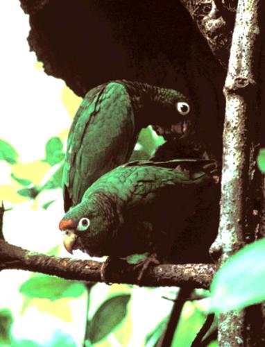 Parrot  of Puerto Rico - Puertorican parrot