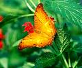 Butterfly - Butterfly is so colourful. they vibrant colours too. I like watching butterflies and especially enjoy when walking at the butterfly park.