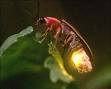 Firefly - Firefly is an insect that produces light from it's body. The most widely found firefly is at Kampung Kuantan in Selangor, Malaysia.