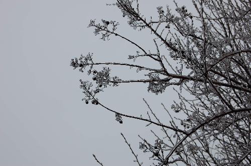 click to enlarge - Another beautiful photo of the ice covered buds. The sky is the backdrop for the photo.