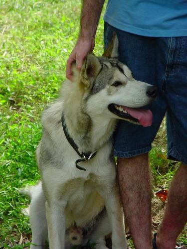 Voden - My hound at 7 months old