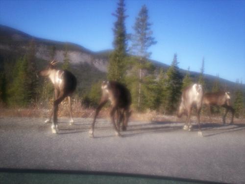 traffic jam - picture i took in yukon terr. canada on my way back to alaska