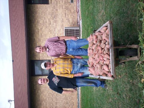 sweet potatoes anyone - taken nice family activity digging sweet potatoes