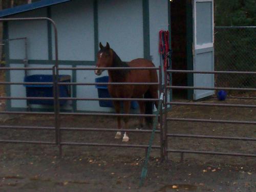 horse - a friend of mines horse