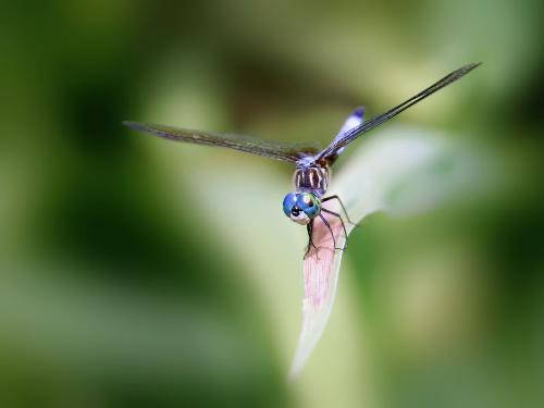 Macro mode - This is a snap took at makro mode to ensure good quality results.Be significant about what you take.