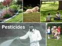 pestiside - Pestisides