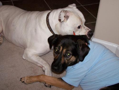 Cool Dog - Best friends. Jake and Sadie.