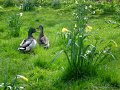 Ducks - Don't disturb them. They are in romance.