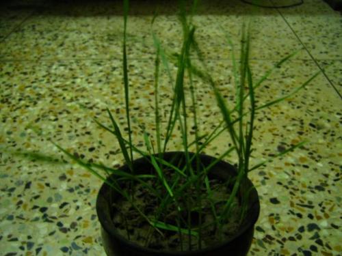 baby wheet plant - baby wheet plant
