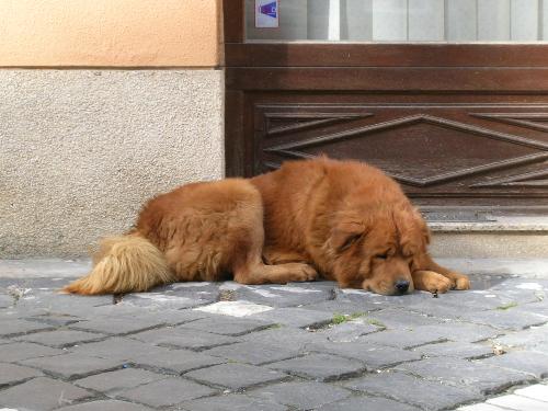 An old dog - This is the dog of this street:)