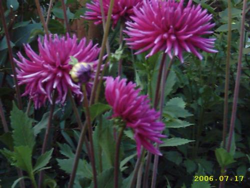 Purple Dahlia - I think I took this in the twilight to enhance the blueness of the flower, no filters and this has not been digitally remastered.
