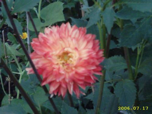 Flaming Dahlia - Another beautiful Dahlia taken in our garden, at my home. Summer 2006.