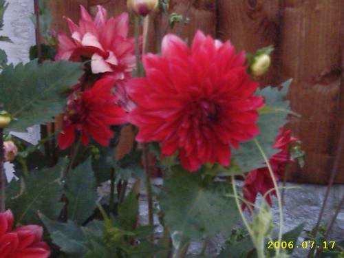 Red dahlia - Once again this was taken in our garden, I think I should have adjusted the aperture on this.Its rather blue