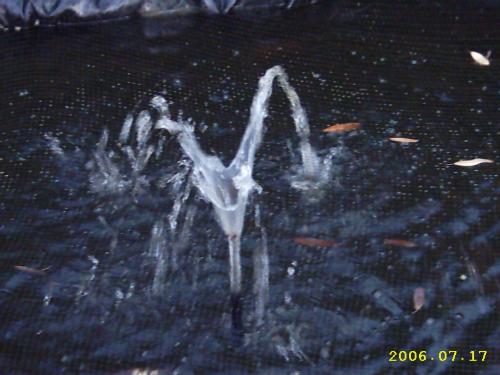 Fountain - The garden pond fountain. Looks a little out of focus, again, if you do not get the aperture right you lose the focus.