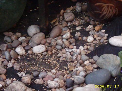 Stones and Seeds - I love taking unusual photographs, this is one of them. Just a few pebbles and some seed husks. Could be a dried up river bed for the more imaginative.