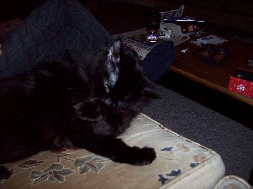 kitty - this was a pic from my old friend house its his cat
