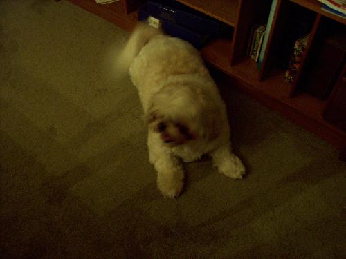 Picof a dog - this is my moms dog Farly I became attached to this little runt when i had to look after it for a week