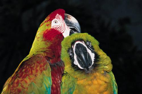 parrots - colourful parrots