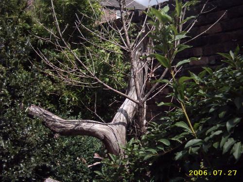 Bare Tree - I tried to capture the light of the bare tree and the darkness of the foliage.