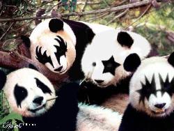 Panda - Hard Rock Panda's