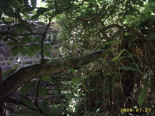 Its a Jungle out There - Ever see things in ordinary objects, like tree branches. Look at the far branches can you see the snake?