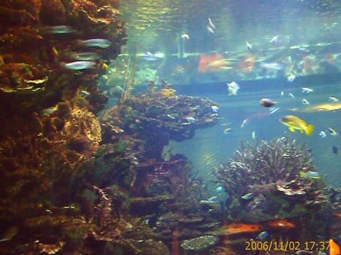 fish tank in burj al arab - fish tankin Burj al arab is realy very big there is restaurent in side burj whish is covered with this fish tank