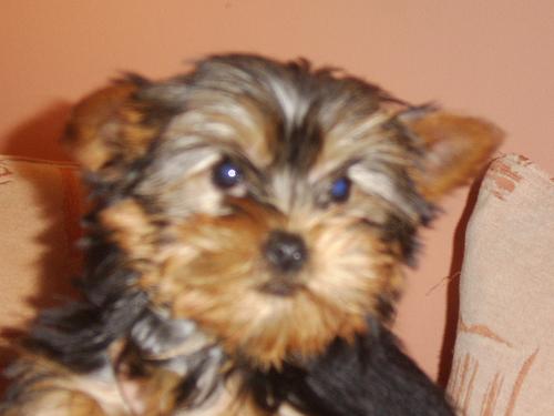 jack , my yorkie - this is jack , my little 6 mth old yorkshire terrier.hes a cute little bundle and loves playing with our 8 yr old boxer, casper and our cat, tipsy.he loves walking and i take him out every day .