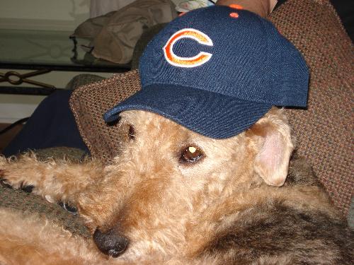 A True Bears Fan - This is my dog Bailey. She will eatch football with us so we decided to get her a Bears hat of her own. GO BEARS!!!
