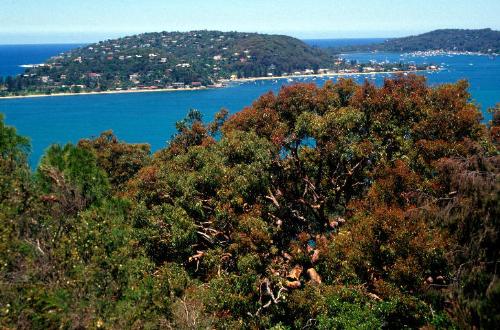 australia - Windy today and I feel less than brilliant, driving over the hills from work. There are the dark parts on the road                      when you pass through clumps of wood and the bright spots where you have a view of the ocean, but that doesn’t make the road an allegory.