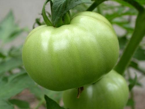 green tomato - green tomato y colours are revereseddddddddddddddd