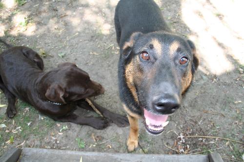 Dogs - My chocolate lab, Cooper on the right.  The other dog's name is Chase... He's a Shepher mix.