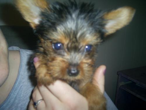 Our Yorkie - this is our baby:D Harley