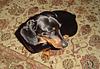 Hercules - This is my little boy Hercules Wolfgang...a miniature daschund. He is so sweet and lovable. We got him two weeks before we knew we were expecting. But the good thing is that, he and my little girl grew up together and they bond with each other. He is so smart. He got his own toys but he prefer getting sisters toys and hiding it somewhere. My family can't imagine life without him because he brought us so much joy.