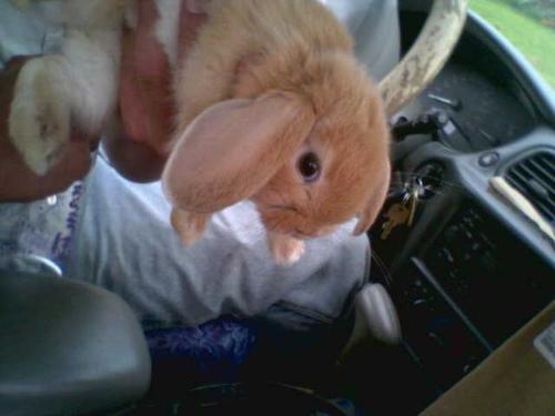 Charlotte Bunny - My rabbit Charlotte the day I got her
