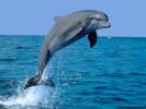 Dolphins -  Dolphin is a sea animal and often considered as a friend of human. It looks like a large fish with a pointed mouth. Dolphins are very intelligent and can be trained to do certain things.